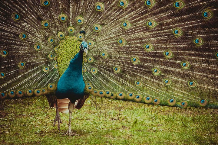 Indian Peacock