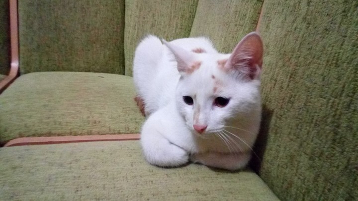 Sad cat