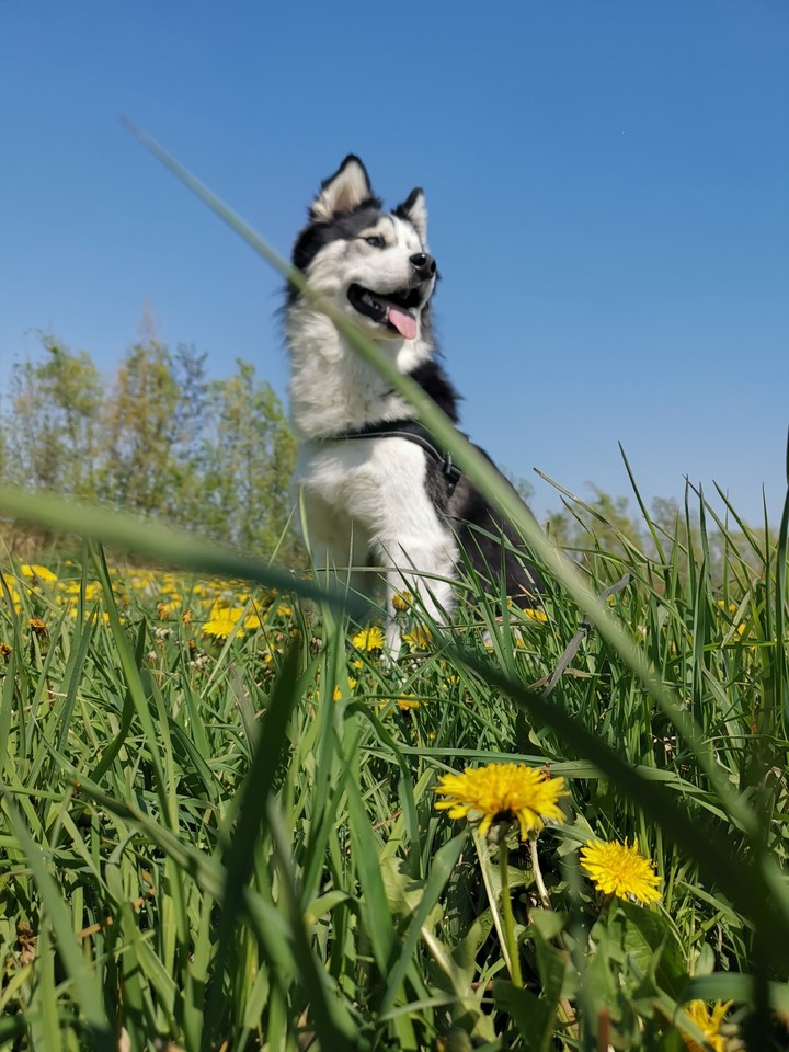husky