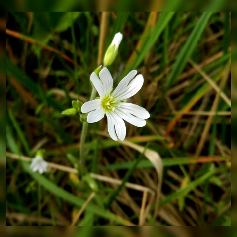 Lovely flower
