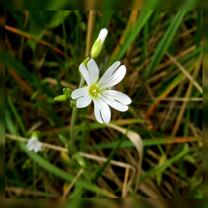 Lovely flower
