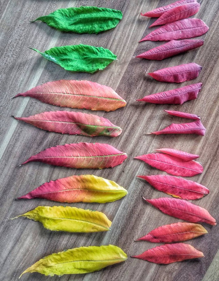 goodbye autumn