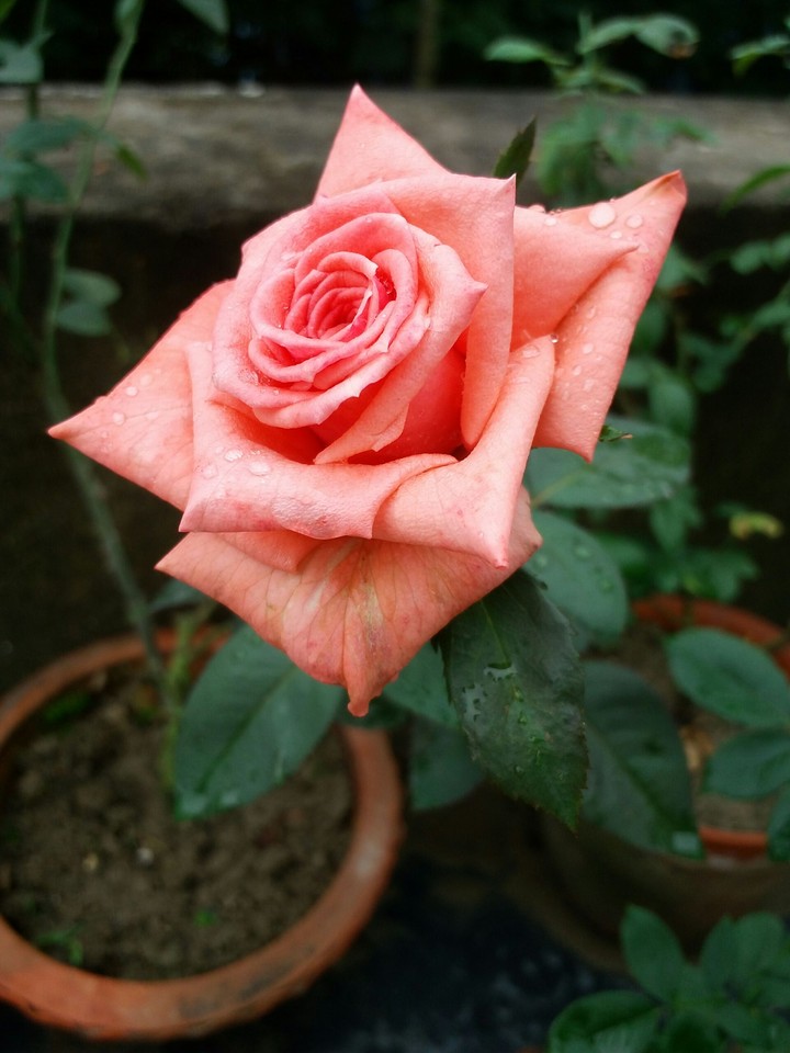 Peach-pink Rose