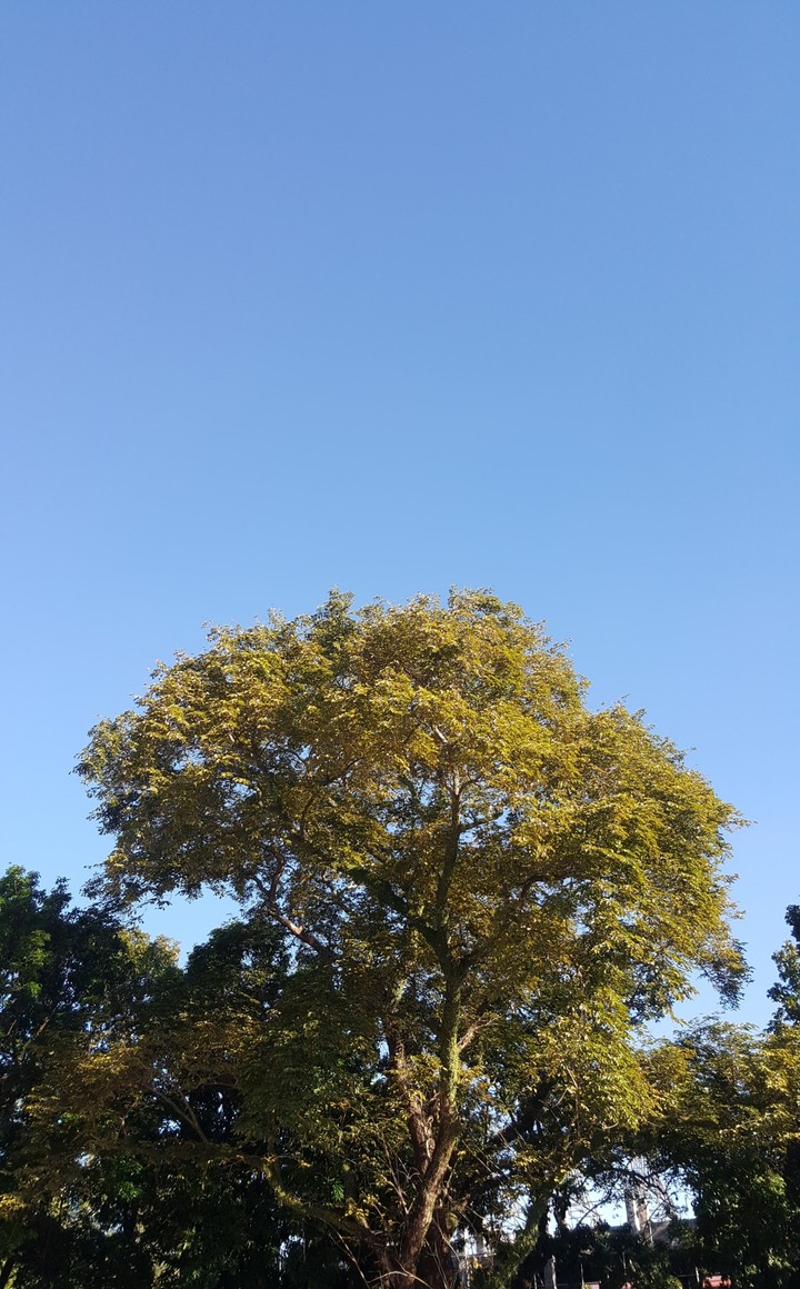 tree