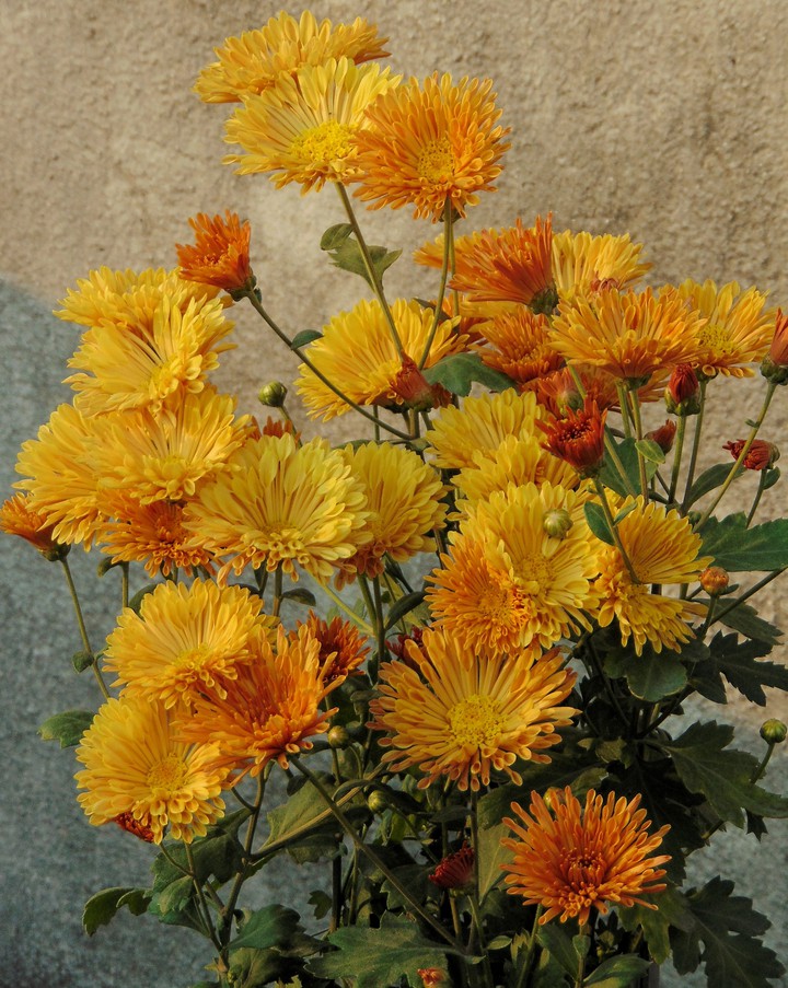 Beautiful Chrysanthemum