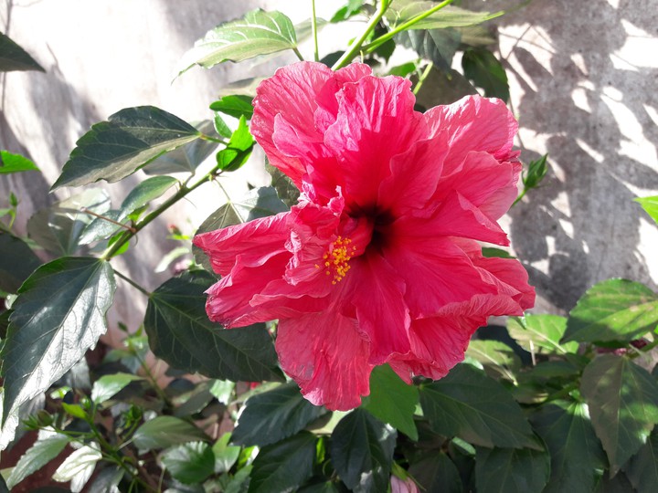 •Pink Flower•