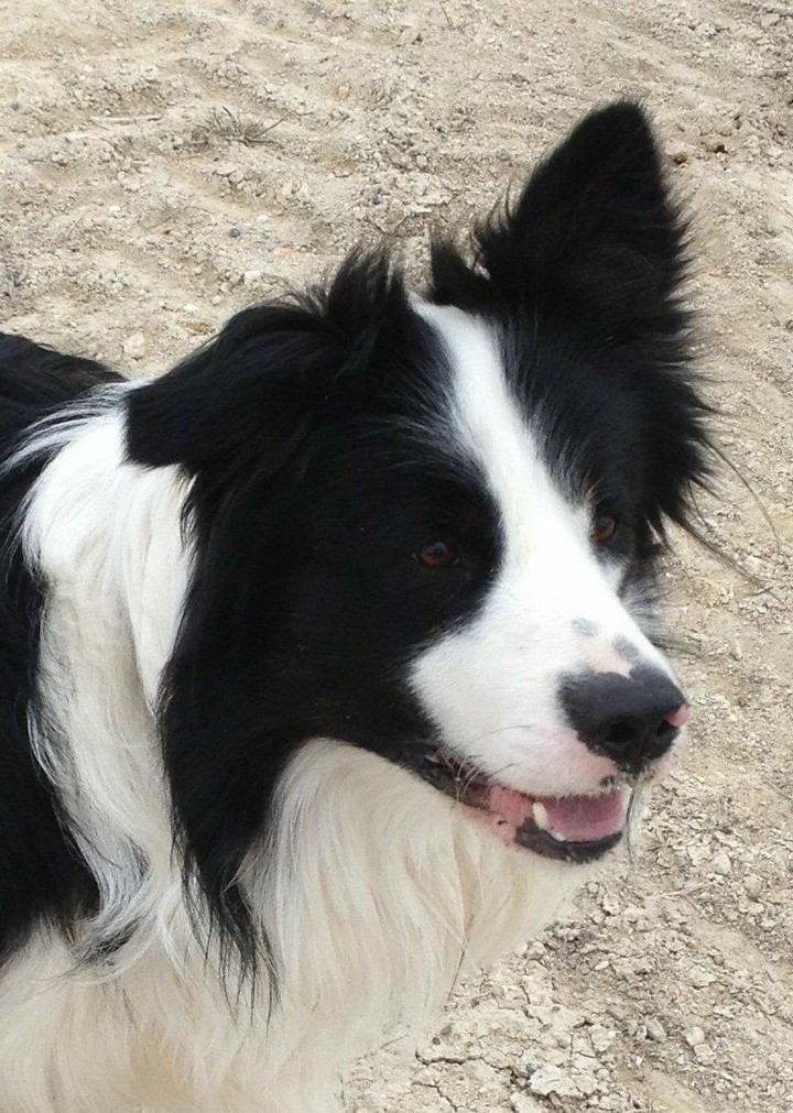 The Border Collie Because There Is No Better Dog