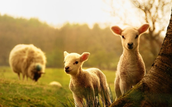 cute lambs