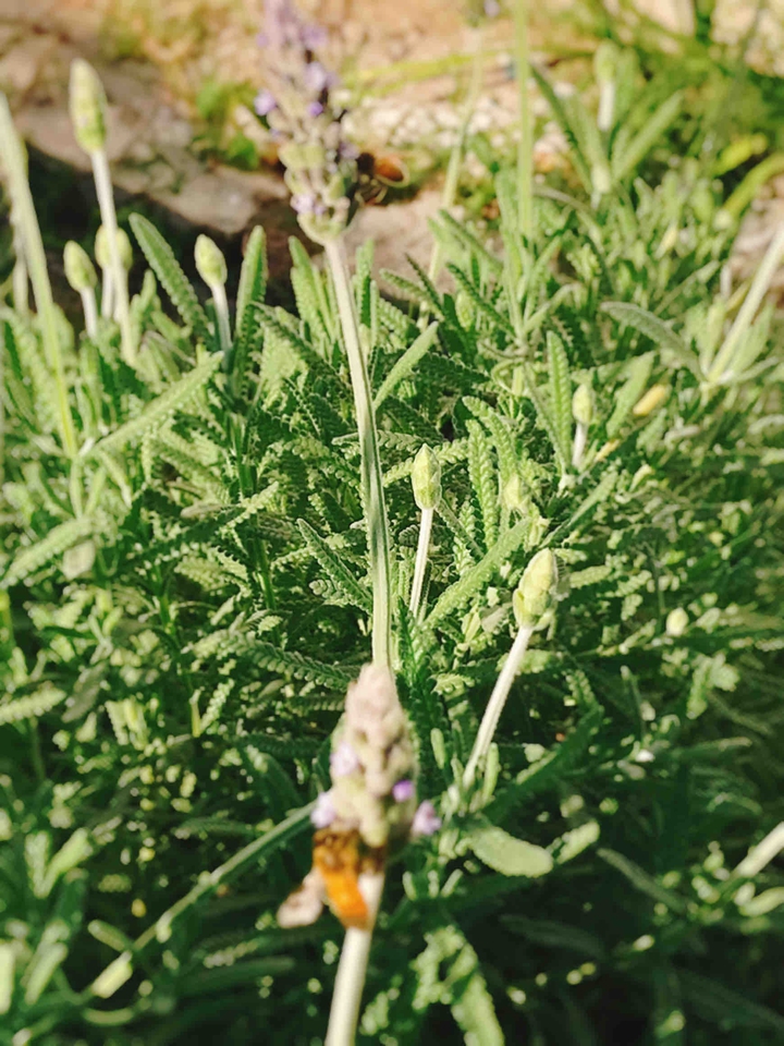 Lavender