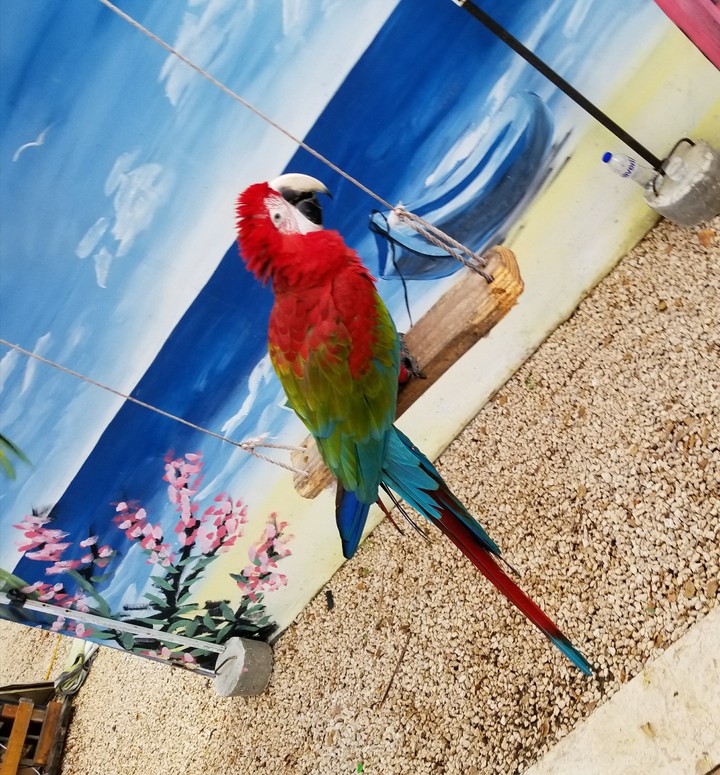 guacamaya