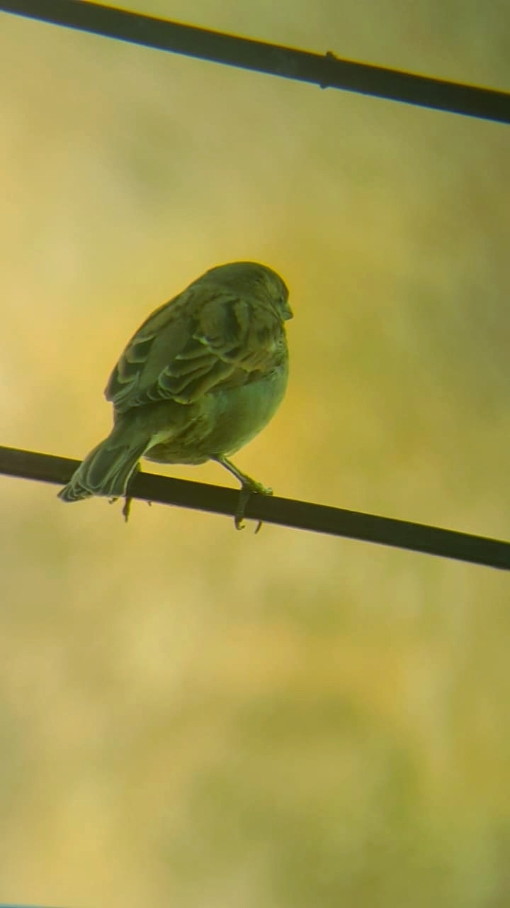 little sparrow