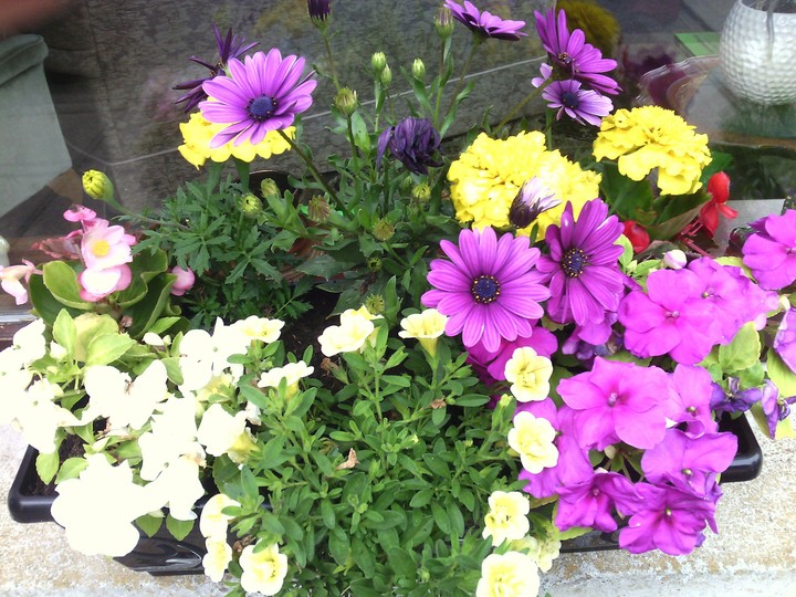 flowers