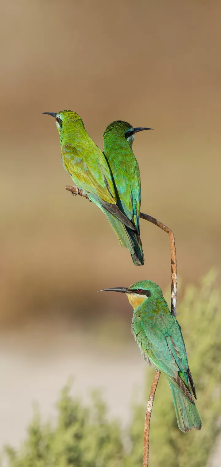 green birds