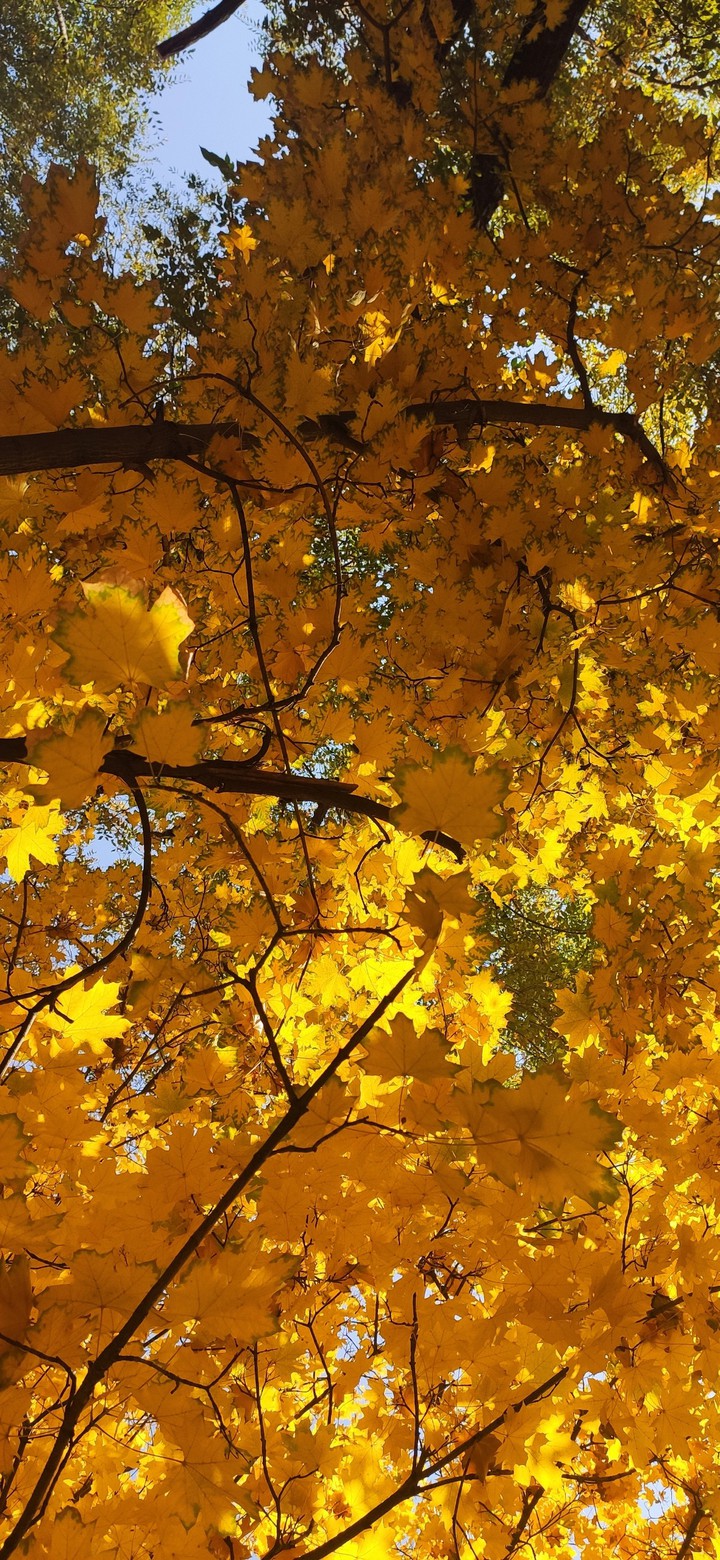 Fall