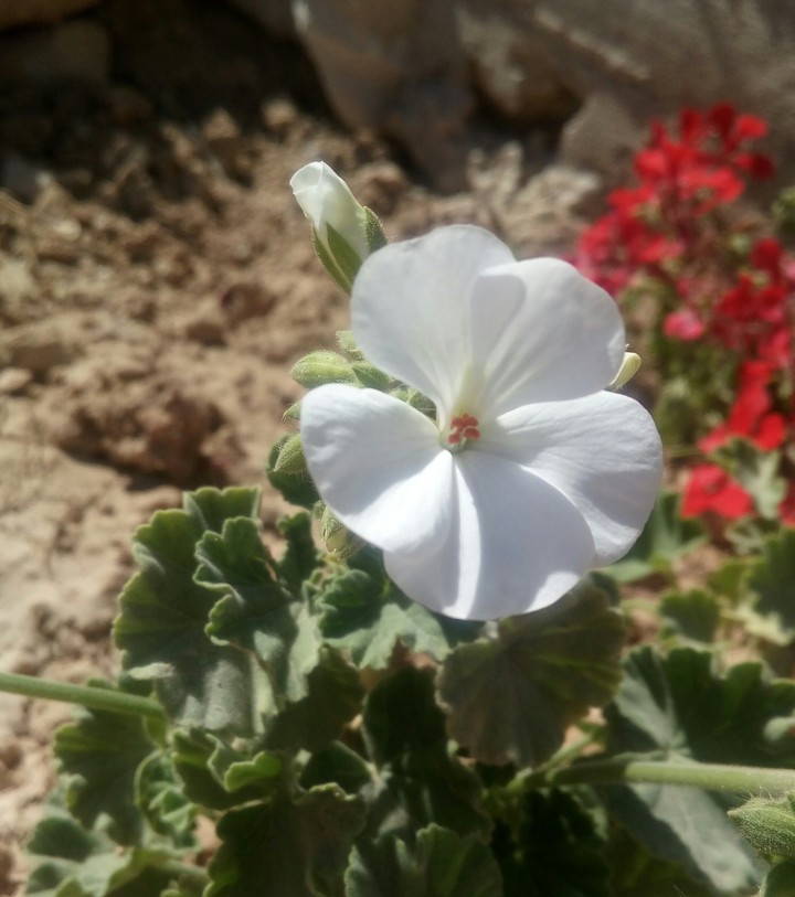 ورده