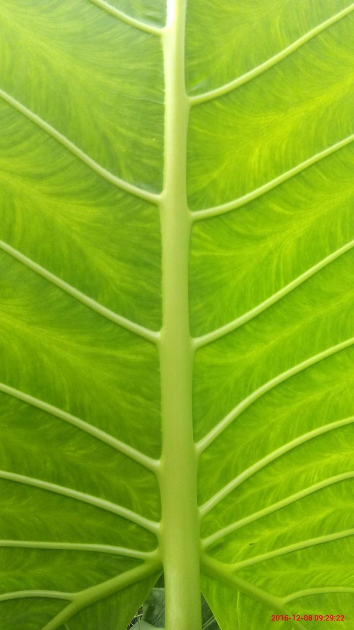 leaf