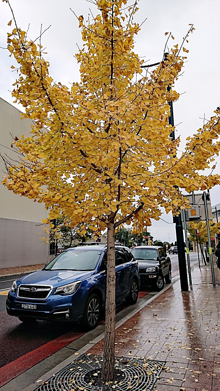 Autumn, Australia