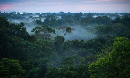 The Amazon Forest