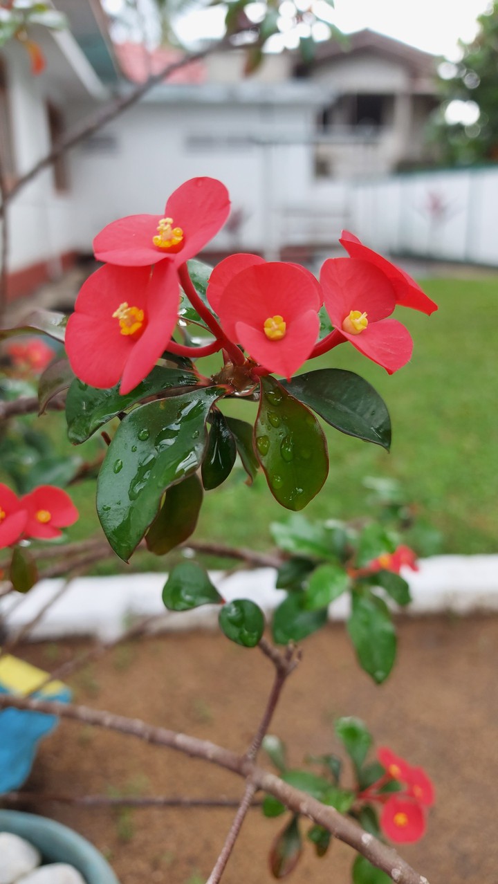 Flower