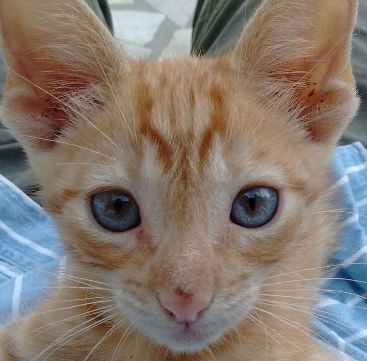 gatito