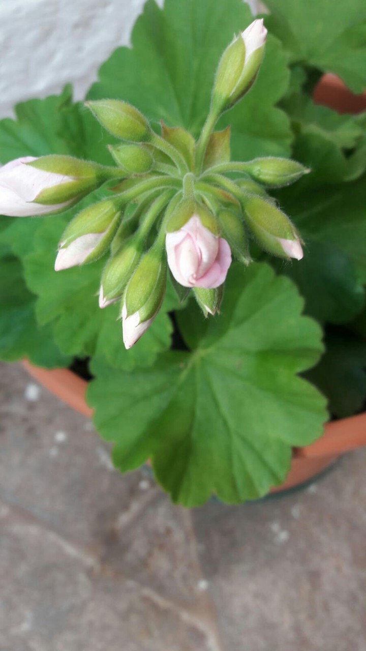 rosa bebe