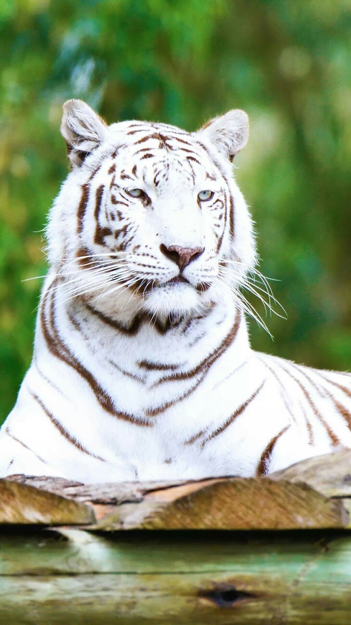 White tiger