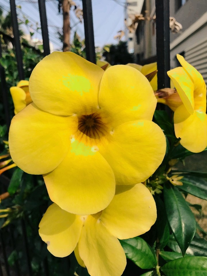 flowers