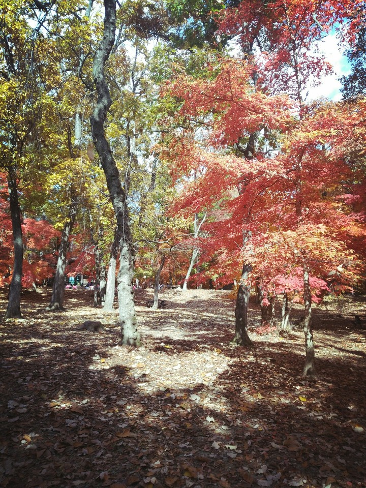 A leisurely fall