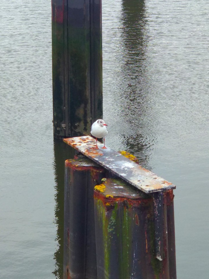 Meer