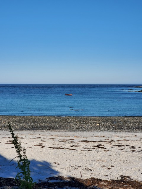 maine staple