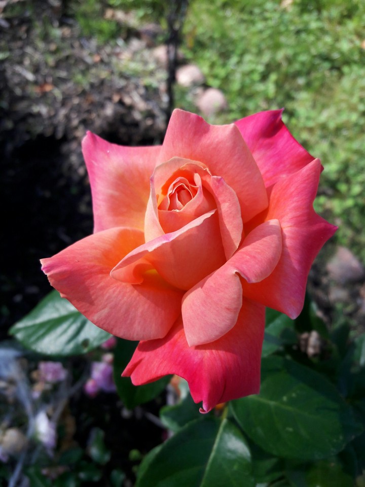 Sweet Rose