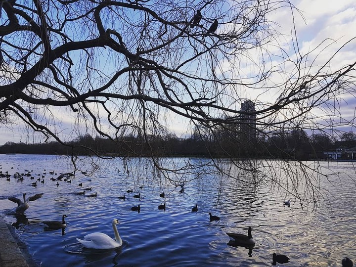white swan