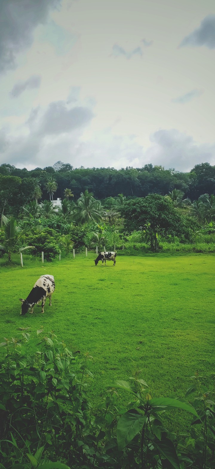 Farm