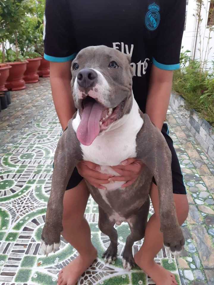 bully