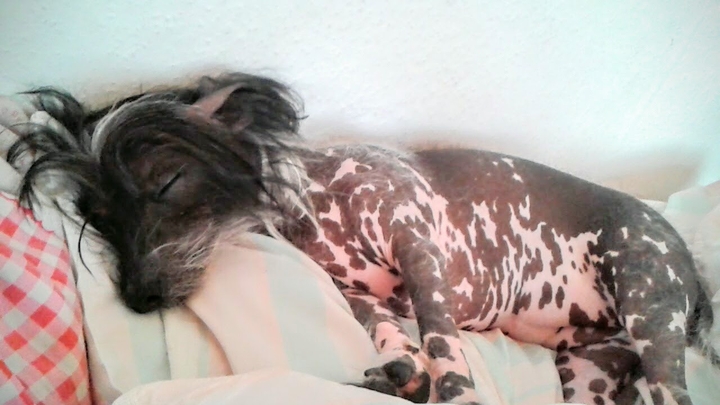 my dog Dasa