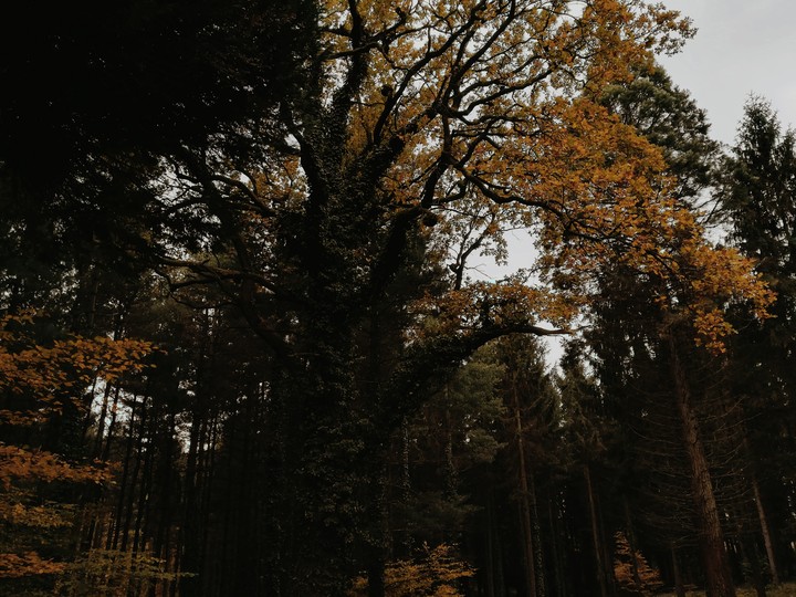 FOREST