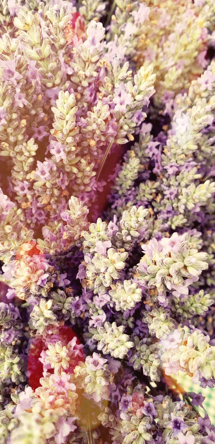 Lavendar