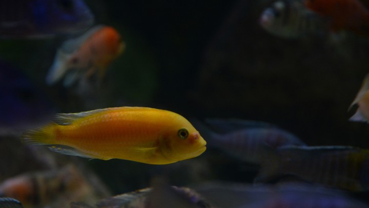 take picture of fish