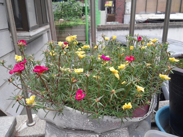 화분의 채송화
