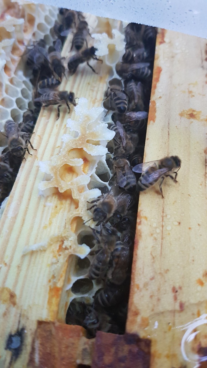 bee