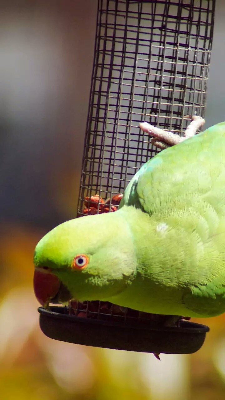 Parrot