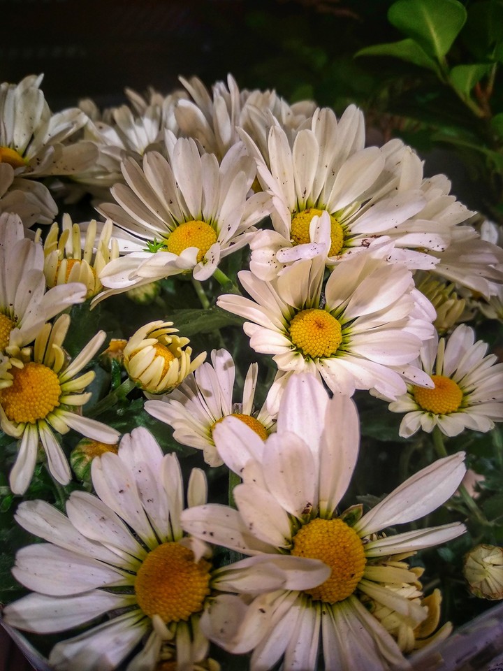 Ромашка
