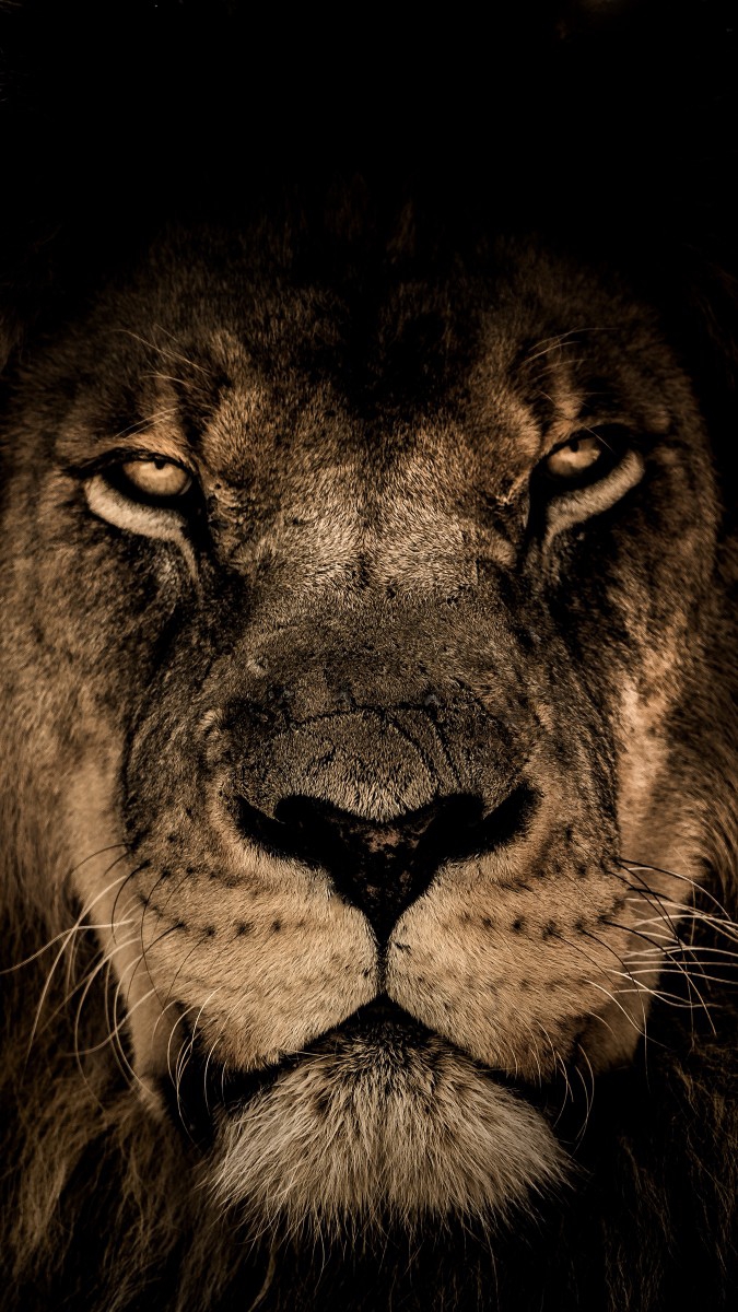 lion