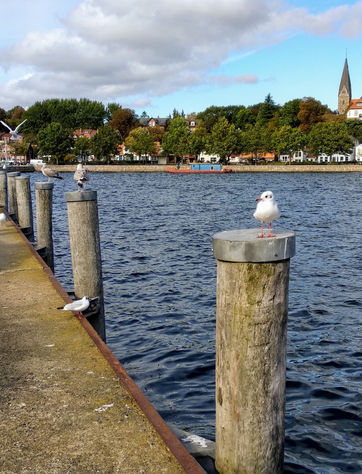 Möwe