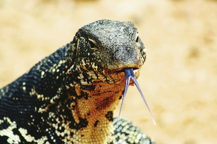 Dragón de Komodo