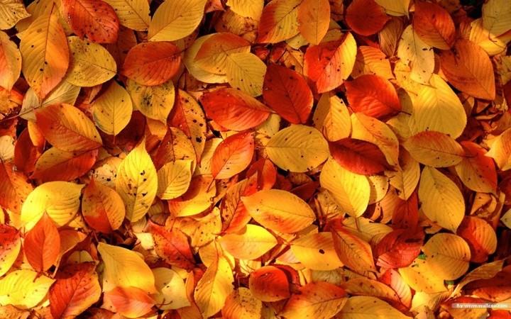 Gold Leaves