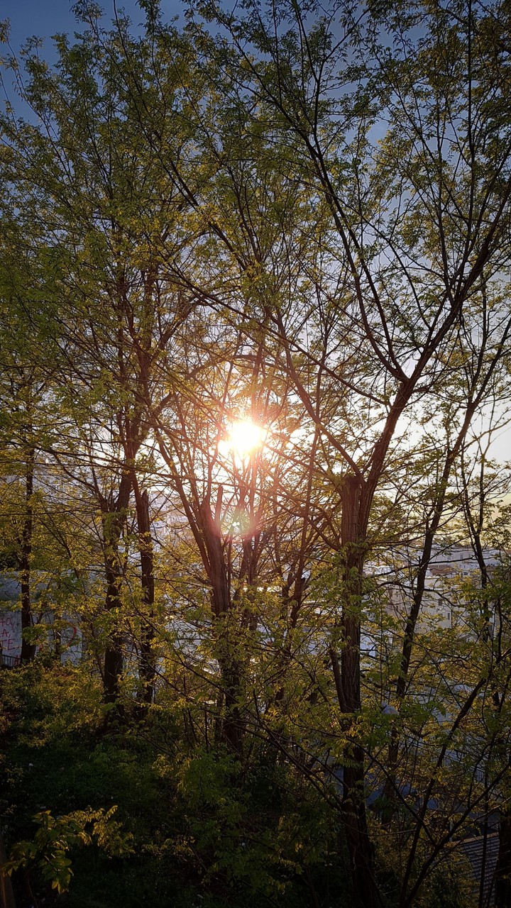 Sun through the trees