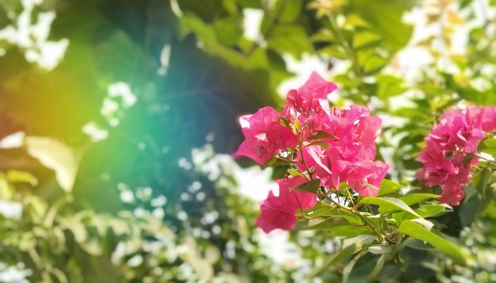 Flower in the sunshine