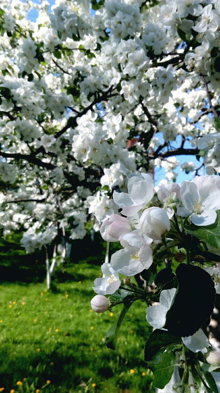 apple tree in bloom