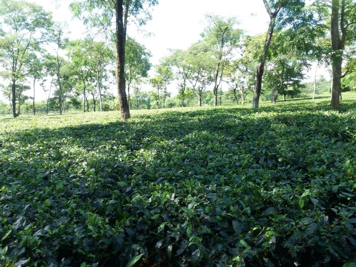 tea trees